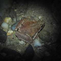 Microhyla berdmorei