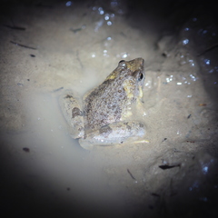 Microhyla berdmorei