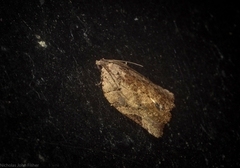 Meritastis ursina
