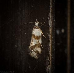 Isomoralla gephyrota