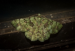 Aeolochroma hypochromaria