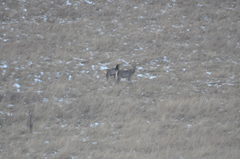 Cervus canadensis sibiricus