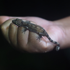 Cyrtodactylus brevipalmatus