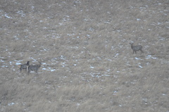 Cervus canadensis sibiricus