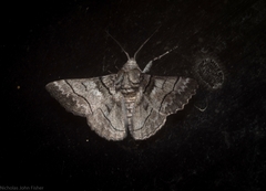 Hypobapta diffundens