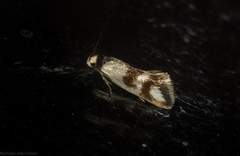 Antipterna trilicella