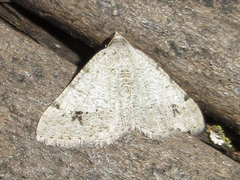 Digrammia pallidata