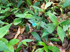 Commelina obliqua