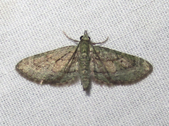 Eupithecia longidens
