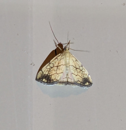 Purple-backed Cabbageworm Moth photo 4