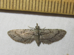 Eupithecia longidens
