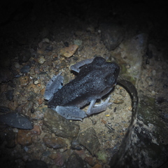 Leptobrachium hendricksoni