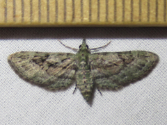 Eupithecia longidens