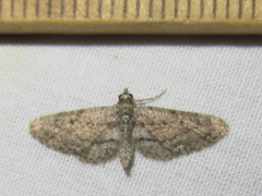 Eupithecia longidens