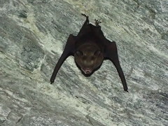 Hipposideros armiger terasensis