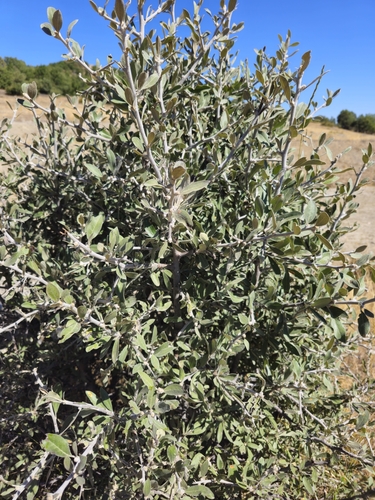 Oleaster-leaved Pear (Pyrus elaeagrifolia)