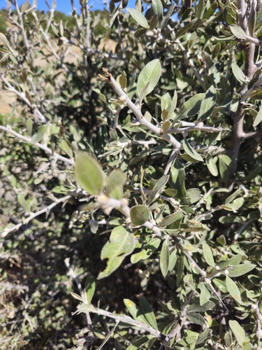 Pyrus elaeagrifolia, photograph 2