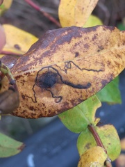 Ectoedemia septembrella