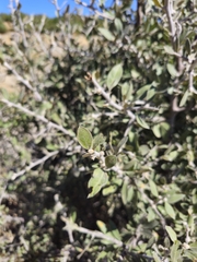 author not stated, no rights reserved Pyrus elaeagrifolia, photograph author not stated, no rights reserved