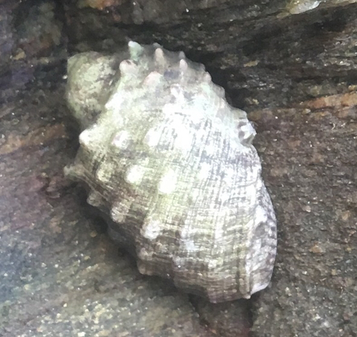 Plicopurpura patula