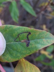 Ectoedemia septembrella