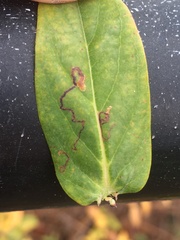 Ectoedemia septembrella