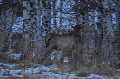 Cervus canadensis sibiricus