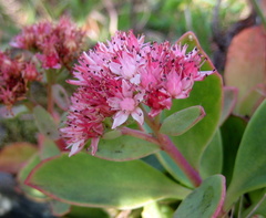 Hylotelephium telephioides