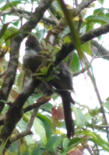 Alophoixus bres observed 2025-08-22