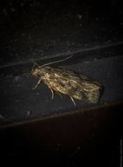 Barea phaulobrya