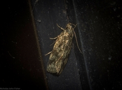 Barea phaulobrya