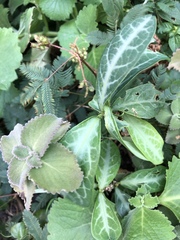 Breynia spatulifolia