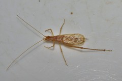 Oecanthus pellucens pellucens