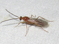 Leptogenys elongata