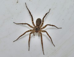 Pardosa hortensis