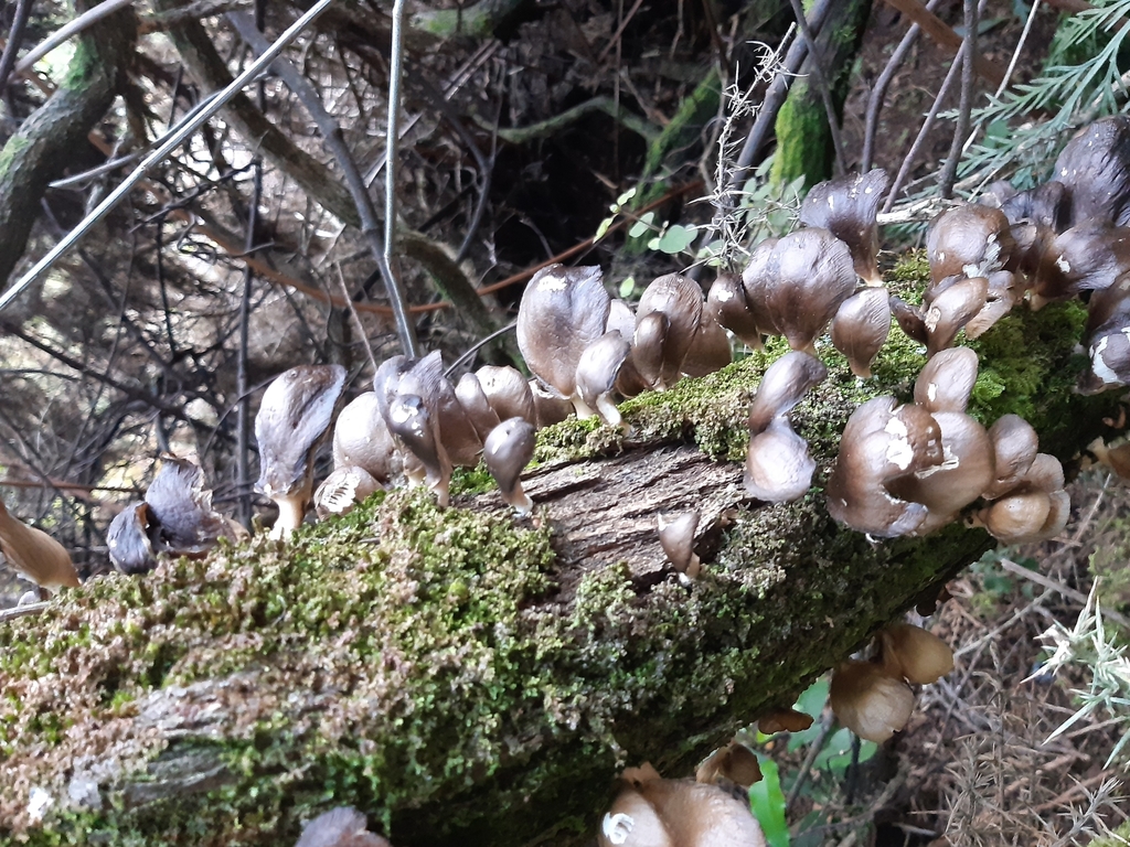 Pleurotus purpureo-olivaceus · August 2025 · photo: © georgecox (iNaturalist, cc0)