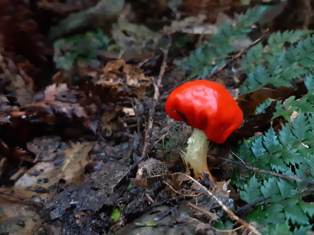 Leratiomyces erythrocephalus · August 2025 · photo: © georgecox (iNaturalist, cc0)