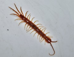 Lithobius nigripalpis