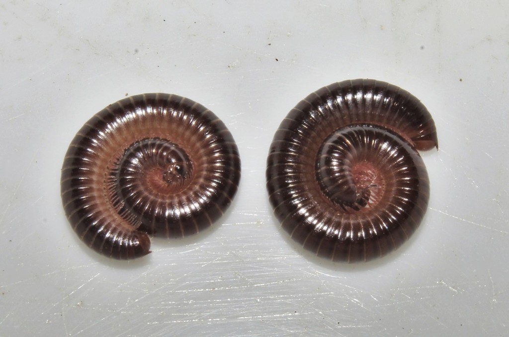 Byzantorhopalum sapphicum