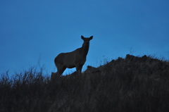 Cervus canadensis sibiricus