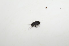 Lethaeus cribratissimus