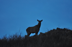 Cervus canadensis sibiricus