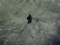 Hipposideros armiger terasensis