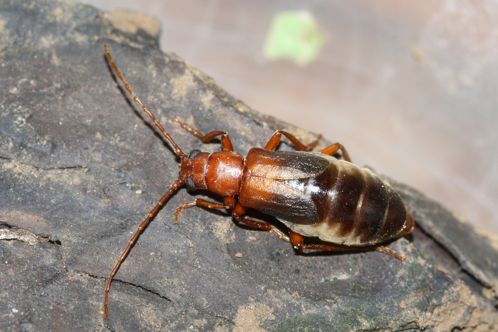 Mantitheus pekinensis