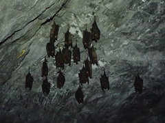 Hipposideros armiger terasensis