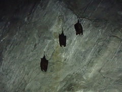 Hipposideros armiger terasensis