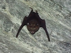Hipposideros armiger terasensis