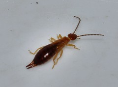 Forficula aetolica