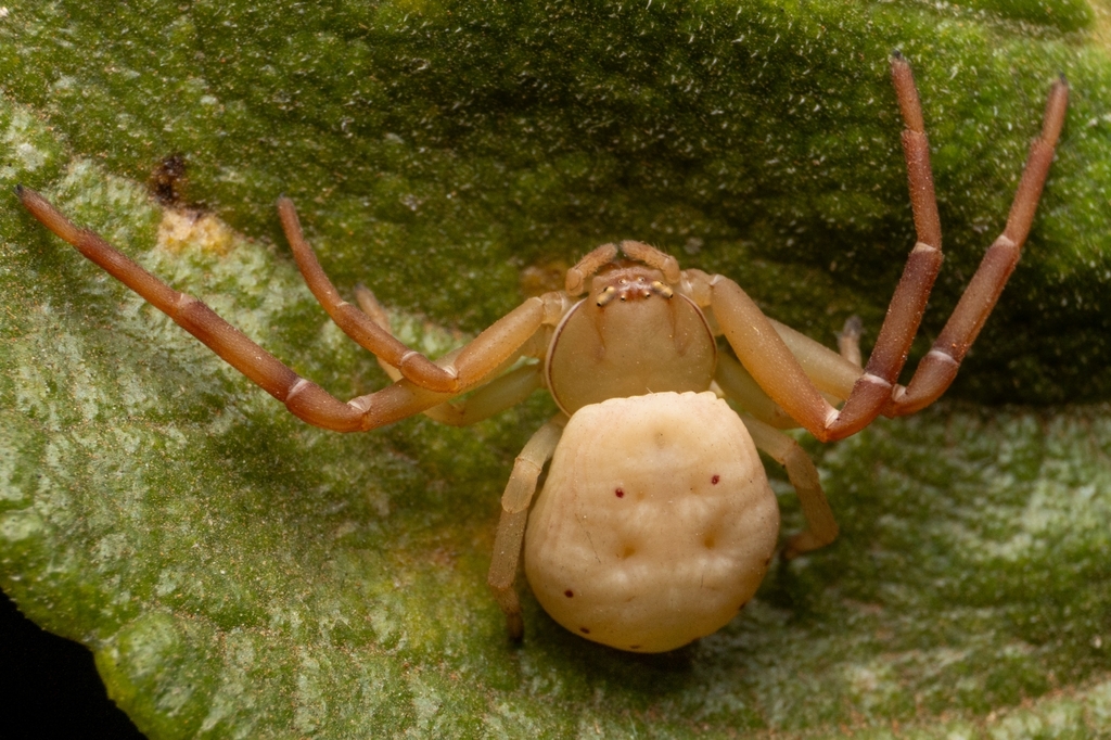 Philogaeus