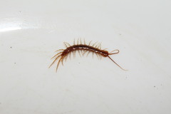 Lithobius nigripalpis